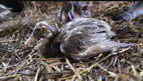 An infectious disease of ducks caused by a newly emerged .